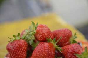 ６月初至７月初是摘士多啤梨的時候