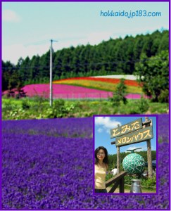 富田農場 Farm Tomita