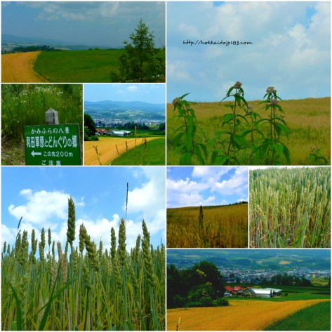 和田草原和橡果之鄉