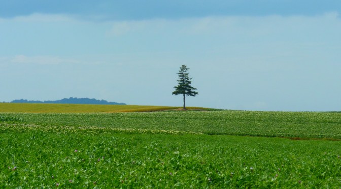聖誕樹在夏天的美瑛